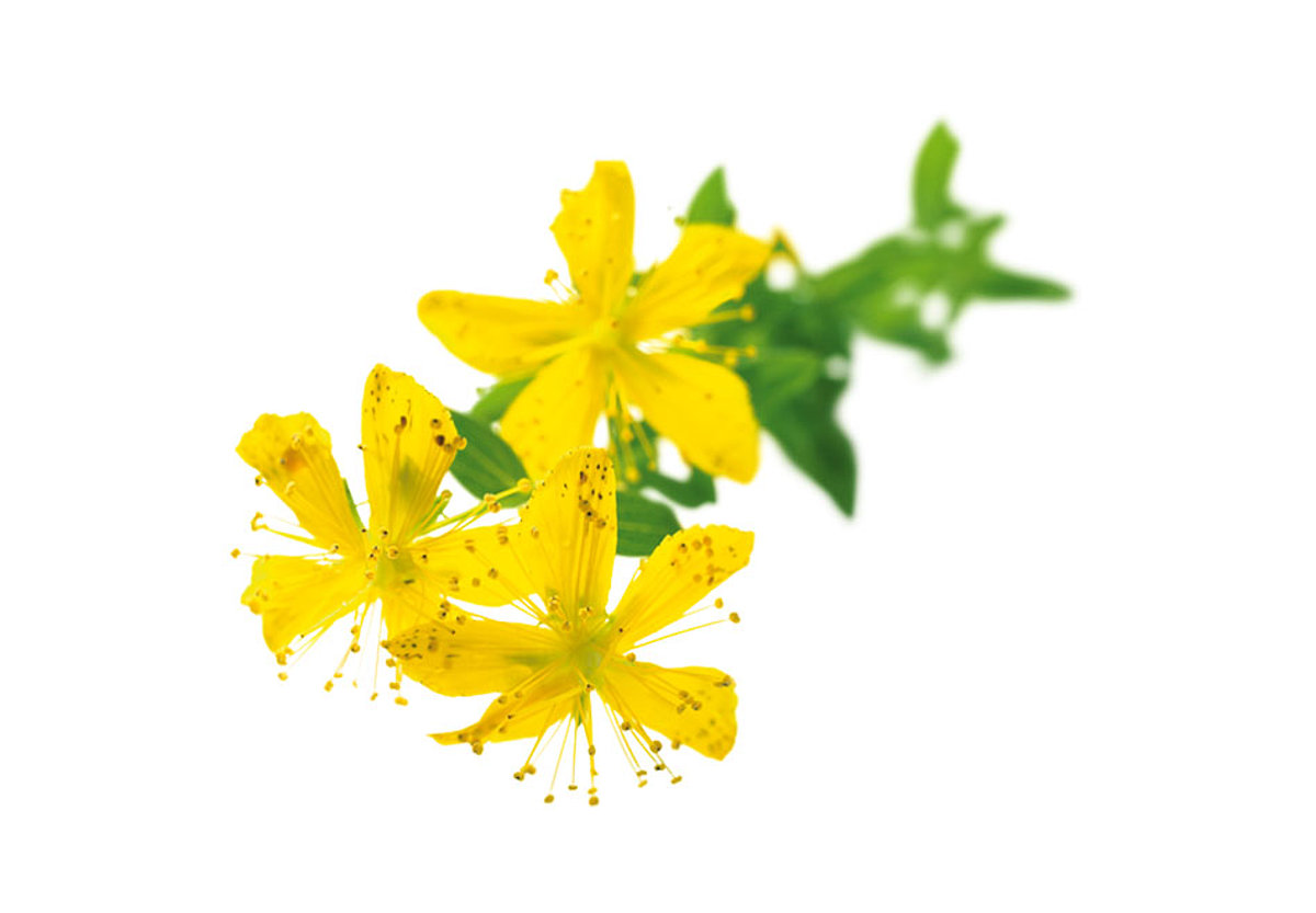 Freigestelltes Foto eines Johanniskrautzweiges mit gelben Blüten