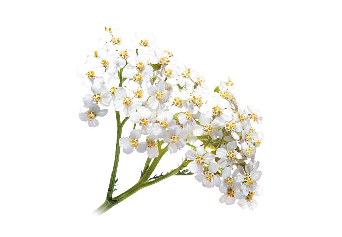 Foto einer Schafgarbendolde mit weißen Blüten